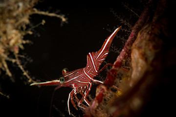 Hingeback shrimp: Durban hinge-beak shrimp: Rhynchocinetes durbanensis, on the Sabang Wrecks dive...