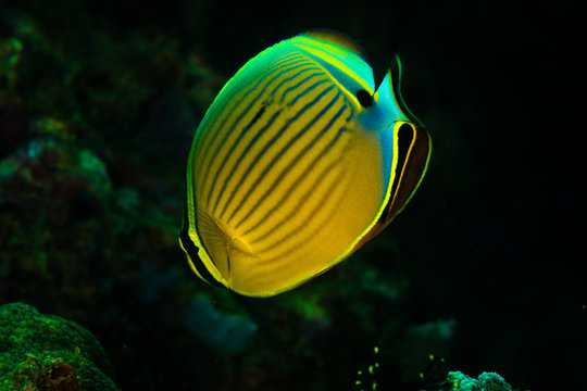 Indian pinstriped butteflyfish: Chaetodon trifasciatus, on the Wreck Point dive site, Puerto Galera, Philippines