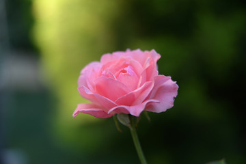 Beautiful rose in a spring garden. Rose garden with selective focus