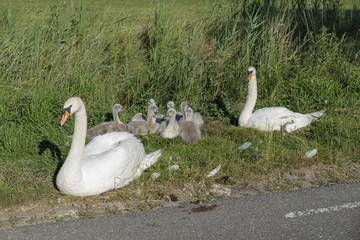 couple swan with young swans