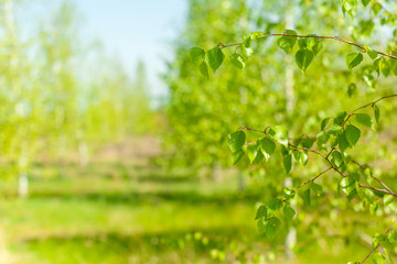 New green leaves on a trees in spring background