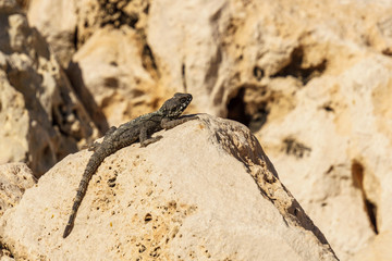 A small green lizard on yellow rock in a desert.