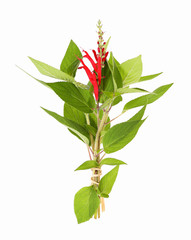 Ananas-Salbei mit Blüte