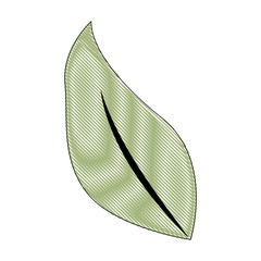 green leaf foliage natural decoration vector illustration drawing