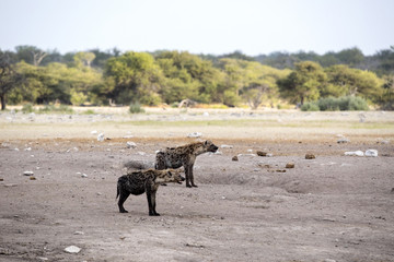 Spotted hyena, Crocuta crocuta, near waterhole, Etosha National Park, Namibia