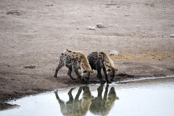 Spotted hyena, Crocuta crocuta, drinking waterhole, Etosha National Park, Namibia