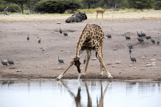 South African giraffe, Giraffa giraffa giraffa, drinking in waterhole, Etosha National Park, Namibia