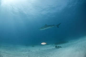 Tiger shark