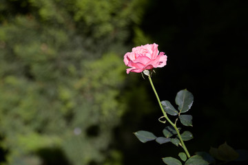 Beautiful rose in a spring garden. Rose garden with selective focus