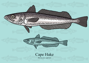 Cape Hake. Vector illustration with refined details and optimized stroke that allows the image to be used in small sizes (in packaging design, decoration, educational graphics, etc.)
