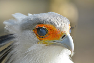 oiseau le serpentaire en gros plan en couleur