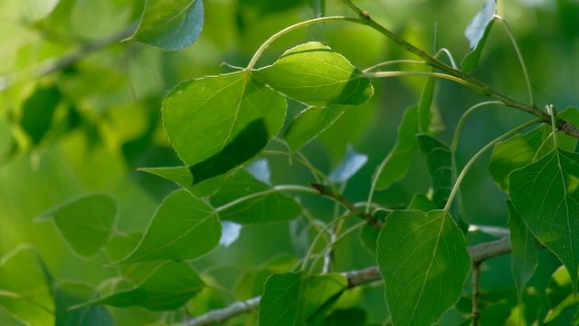 Beautiful birch leaves fluttering in the wind. Springtime Green leaves. Sun rays and tree leaves.