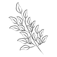 branch foliage leaves natural botanical vector illustration sketch