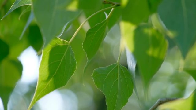 Birch tree leaves macro in the day sun