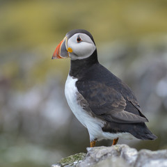 Puffin