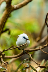 Bali myna bird