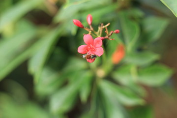 Naklejka na ściany i meble Jatropha integerrima Jacq , The bright red flowers in the Park.