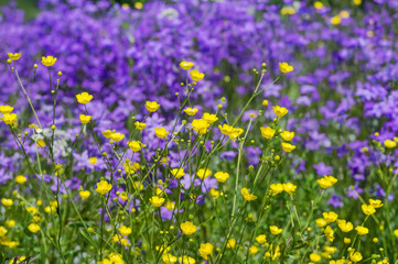 Wildflowers of buttercups and bells on a summer meadow