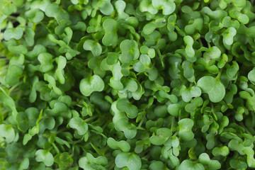 Microgreens Foliage Background. Young Fresh Potted Water Cress. Gardening Healthy Plant Based Diet...