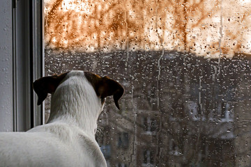 dog looking out the window in the rain - 211286170