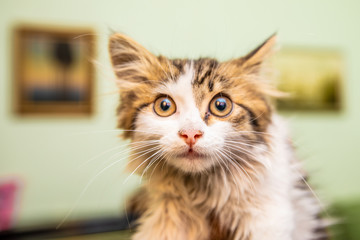 A little cute funny kitty with big eyes smiles