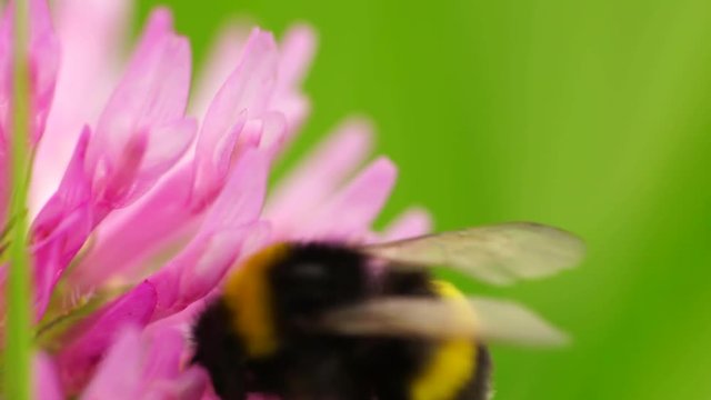 Macro of black and orange bumblebee Bombus lucorum collecting pollen and nectar on a pink flower of Trifolium pratense clover in the foothills of the Caucasus