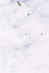 Flying seagull in the sky.