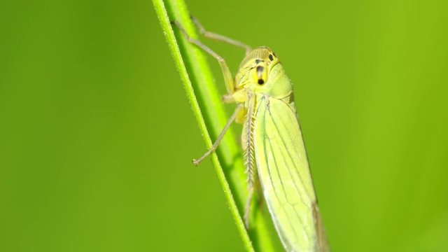 Macro of a green leafhopper Cicadella viridis with yellow-black eyes and tenacious paws sitting on a green stem of a cereal plant in the foothills of the Caucasus