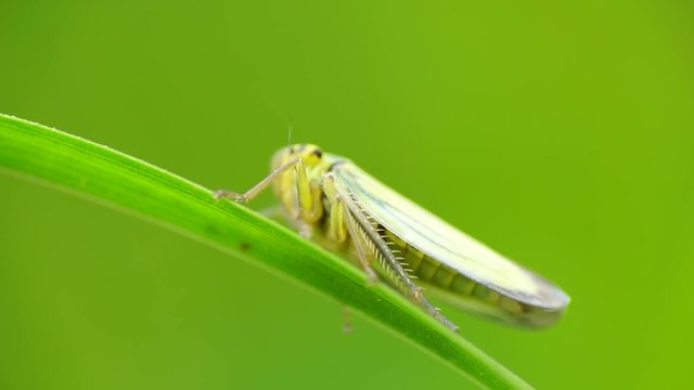 Macro of a green leafhopper Cicadella viridis with tenacious paws sitting and swaying on a green leaf of cereal on a breeze in the foothills of the Caucasus
