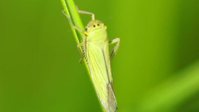 Macro of a small and green leafhopper Cicadella viridis with tenacious paws sitting on a green stem of grass in the foothills of the Caucasus