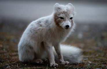 Ein weißer Polarfuchs auf Spitzbergen in der Arktis sieht in die Kamera. (Portrait)