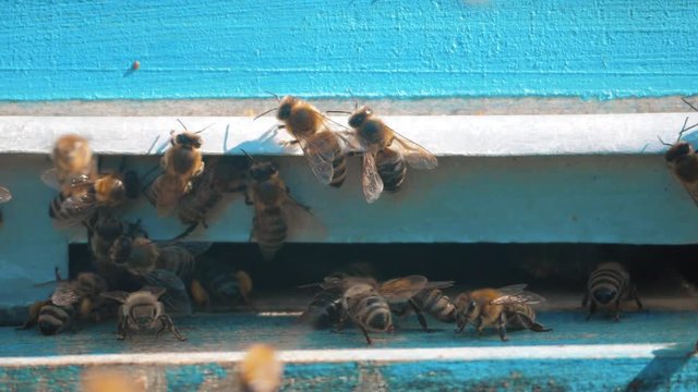 slow motion video apiary. a swarm of bees flies into a hive collect the pollen bear honey. beekeeping concept bee agriculture lifestyle. Honey bees swarming and flying around their beehive