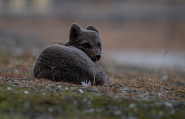 Ein brauner/blauer Polarfuchs/Blaufuchs auf Spitzbergen in der Arktis sieht in die Kamera....