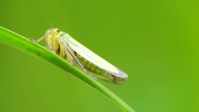 Macro of a small and green leafhopper Cicadella viridis with tenacious paws sitting on a green leaf of a plant in the foothills of the Caucasus