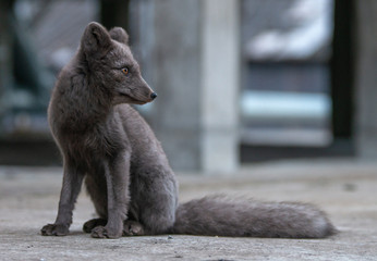 Ein brauner/blauer Polarfuchs/Blaufuchs auf Spitzbergen in der Arktis sieht in die Kamera....