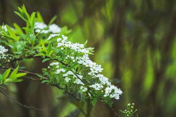 Blooming white Spiraea in the garden. Selective focus.