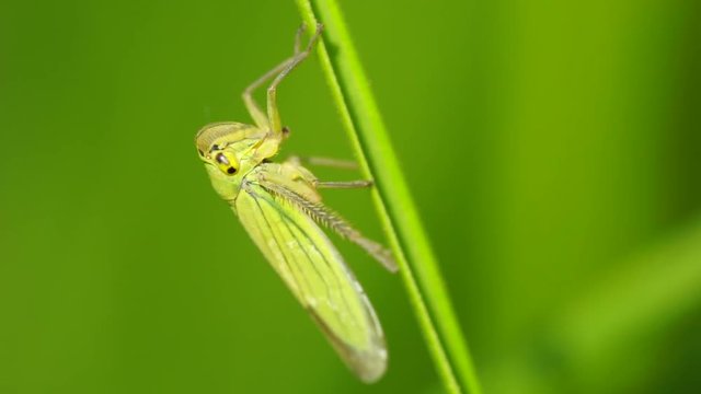 Macro of a small and green leafhopper Cicadella viridis with yellow eyes and small antennae sitting on a green leaf of the grass in the foothills of the Caucasus