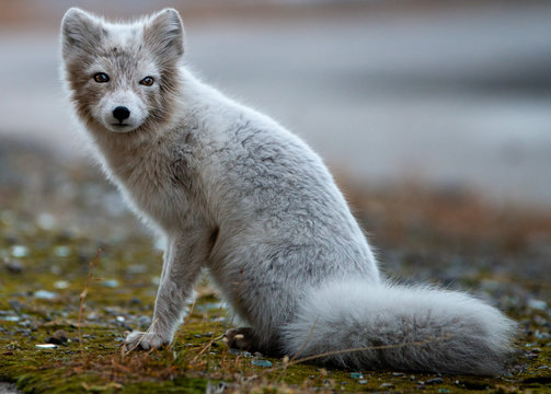 Ein wei&szlig;er Polarfuchs auf Spitzbergen in der Arktis sieht in die Kamera. (Portrait)