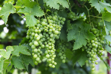 Growing young grapes in the garden.