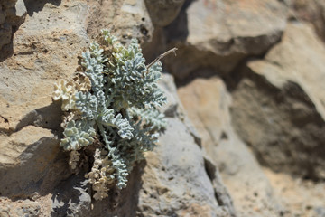 stonewort between rocks