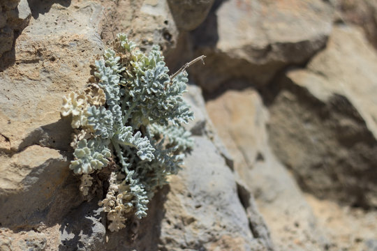 stonewort between rocks