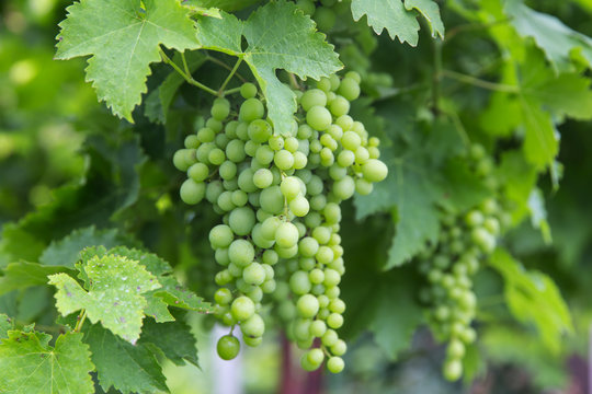 Growing young grapes in the garden.