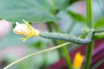 Growing young cucumber in the garden.