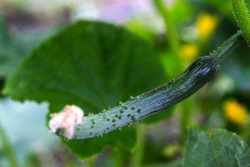 Growing young cucumber in the garden.