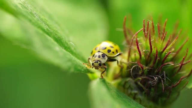 Macro of the yellow ladybug Psyllobora vigintiduopunctata with black spots in the inflorescence of clover in the foothills of the Caucasus