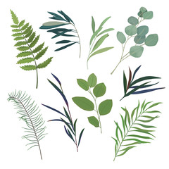 Floral greenery set with eucalyptus and fern branch. Vector illustration. Watercolor style