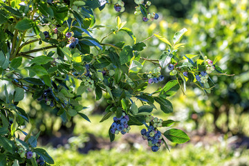Blueberry and berry branches