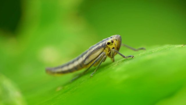 Macro of young and small Cicadella viridis with yellow eyes, small antennae and hairy legs on a green leaf in the foothills of the Caucasus