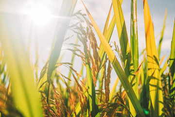 Close up young spike ear of rice growing in plantation paddy green field