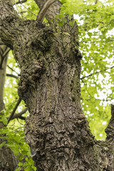 Obraz premium Old trunk lime with deformation.